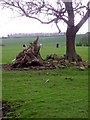 Grazing land near Ingleton Grange