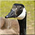 SJ9599 : Inquisitive Goose, Stamford Park by David Dixon