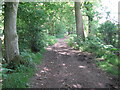 Bridleway in Watersfield Plantation