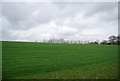 Wheat by the West Sussex Literary Trail