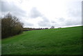 Wheat field