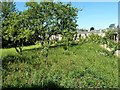 SE0399 : Wildflower Garden, Reeth Information Centre by Paul Buckingham