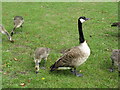 Goose and goslings