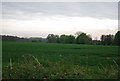 Wheat field by Ram Lane