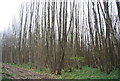 TQ9545 : Coppiced trees in Coldham Wood by N Chadwick