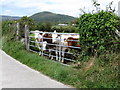 Young cattle at Ballymagart