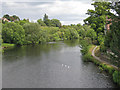 Geese on the River Tees