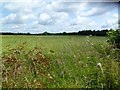 Manswood, rapeseed field