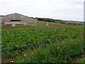 Market Gardening