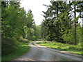 In Dyfnant Forest