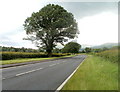 Towering oak, A40 near Crickhowell