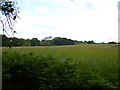 Cold Ash ridge from across the fields of Westrop Farm