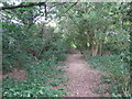 Woodland at Hempnalls Hall