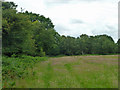 Towards Greatham Common