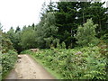 Bridleway in mixed woodland