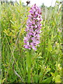 Southern Marsh Orchid (Dactylorhiza praetermissa)