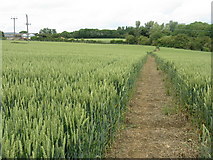 SP7350 : Footpath through the wheat by M J Richardson