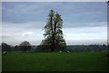 Sheep grazing by a tree