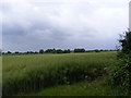 TG0525 : Fields off Foulsham Road by Geographer