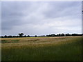 TG0525 : Fields off Fousham Road by Geographer