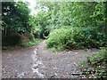 Bridleway and footpath junction on Midhurst Common