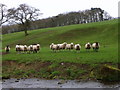 Sheep by Langley Beck