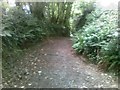 Path off Back Lane, near Plympton