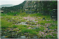 Disused Seata Quarry floor with a good cover of Saxifrage in 2002