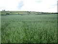 Oat field, Tredustan