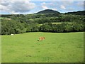 Pasture land near Trefecca, with occupant and Mynydd Troed