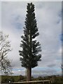 NU2312 : A most unusual tree [1] by Michael Dibb