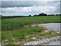 Crop field off Ashenfield Road