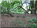 Out on a limb in Oaters Wood