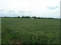 Farmland Balne Moor Cross Roads