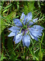 Blue flower by footpath near Bramber