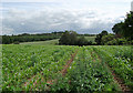 Farmland near Claverley, Shropshire