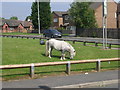 Pony - grazing off Coleshill Way