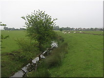 TQ9321 : Marsh drain near East Guldeford by David Anstiss