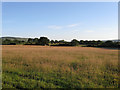 Field near Underwood Farm