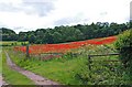 Poppies in field by B4195 road, Blackstone