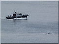 NH8068 : Boat and dolphins in Cromarty Firth by sylvia duckworth