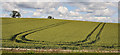 Barley field near Comber