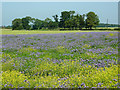 Wildflowers at Doddington