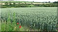 Wheat, Sprouston