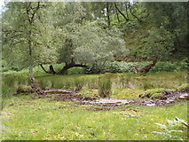  : Clearing in Inverwick Forest below Creag a' Mhadaidh by Sarah McGuire