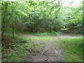 Footpath junction in Poling Copse