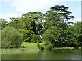 Trees in the grounds of Middle Aston House