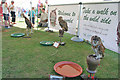 SK9205 : Rutland Falconry at the Four Winds Festival, Rutland Water by Kate Jewell