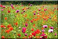 Poppies by Segsbury Farm