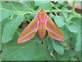 Elephant hawk moth -  Deilephila elpenor